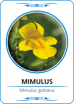 mimulus guttatus