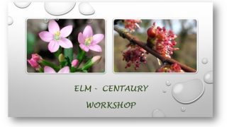 Elm&Centaury Workshop